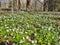 Snowdrops spring Smolensk region nature travels