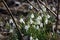 Snowdrops spring trailers covered