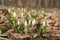 Snowdrops in a spring woods