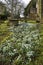 Snowdrops at St. Marys Norman Church, Beverston