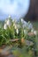 the snowdrops are almost starting to grow out of the ground