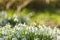 Snowdrops in sunlight