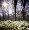 Snowdrops in the sunshine