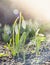 Snowdrops in sunshine and bokeh in park