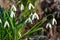 Snowdrops, Tiny White Spring Flowers