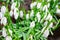 Snowdrops with water drops after the rain