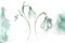 Snowdrops. White background. Watercolor hand-made botanical illustration.