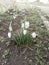 snowdrops white beautiful, flowers, delicate, green, in the snow, nature, plants forest