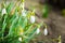 Snowdrops white spring flowers