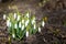 Snowdrops white spring flowers