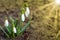 Snowdrops white spring flowers