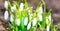 Snowdrops white spring flowers