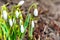 Snowdrops white spring flowers