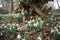 Snowdrops wildflowers in Wandlebury Country Park