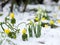 Snowdrops and winter aconite in snow