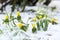 Snowdrops and winter aconite in snow