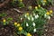 Snowdrops and winter aconites