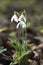 Snowdrops in the winter , Cornwall, UK