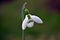 The snowdrops  wit green background, Galanthus nivalis