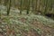Snowdrops in Woodland