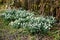 Snowdrops in the woods.