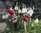 Snowdrops and yarn dolls martenitsa or martishor. March 1st - traditional trinket, Baba Marta Day - Bulgarian holiday