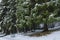 Snowed benches under fir trees