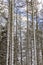 Snowed in dead fir trees landscape Brocken mountain Harz Germany