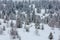 Snowed forest in Alps. France