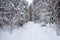 Snowed forest trail in winter day