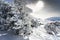 Snowed pine treer in ski resort of Sierra Nevada