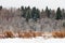 Snowed spruce forest edge