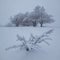 Snowed tree in a foggy winter day