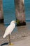 Snowey Egret