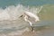 Snowey egret, landing on a tropical seashore