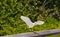 Snowey egret, landing on wood rail at tropical seashore