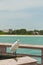 Snowey egret, landing on wood rail at tropical seashore