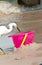 Snowey egret, robbing bait, from pink bucket on tropical seashore