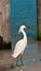 Snowey Egret walking