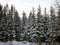 Snowey pines