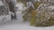 Snowfall on a background of spruce and birch with yellow leaves.