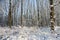 Snowfall in bare forest