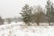 Snowfall and blizzard in the forest. Trees in the snow. Winter nature. The car drives along a snowy forest road