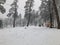 Snowfall. Children walk in the snow. Trees in the snow. Mountain ski resort Bakuriani