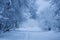 Snowfall. City street with trees covered with snow. Blue winter