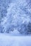 Snowfall. City street with trees covered with snow. Blue winter morning, snow landscape