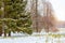 Snowfall in early winter, Catherine Park, Pushkin