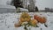 Snowfall in farm garden on pumpkins heap and, time lapse