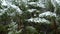 Snowfall in the fir forest. Panorama. Winter snowy forest.Winter season.