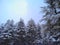 Snowfall in himalayan deodar cedar forest